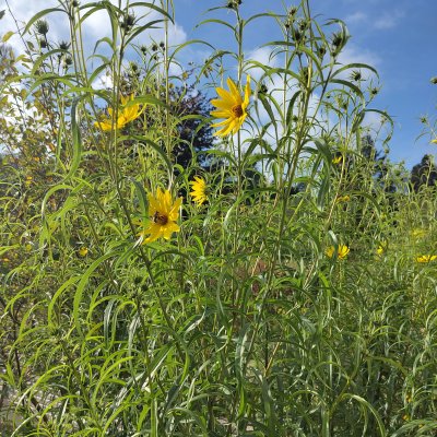 Weidenblättrige Sonnenblume, Helianthus salicifolius var. Orgyalis  - Alles über die Weidenblättrige Sonnenblume 🌞