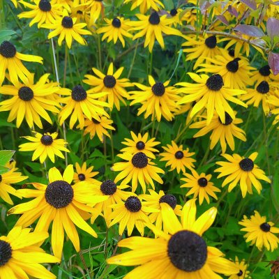 Rudbeckia fulgida, der Gelbe Sonnenhut - Der Gelbe Sonnenhut im Staudenbeet 