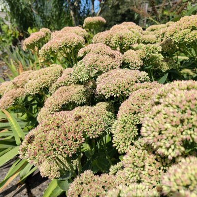 Sedum telephium, große Fetthenne - Alles was du über die Größe Fetthenne wissen musst. 