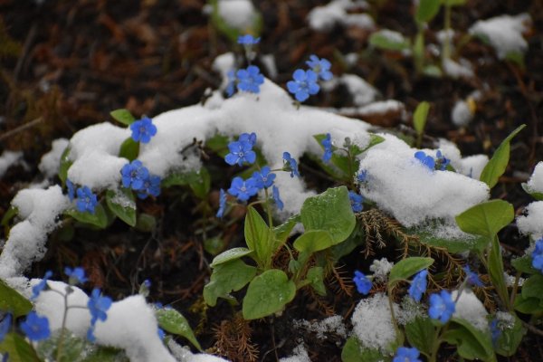 Omphalodes verna, Frühlingsnabelnüsschen