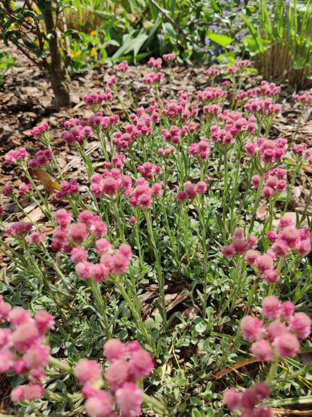 Antennaria dioica Rubra, Katzenpfötchen