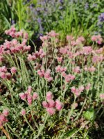 Antennaria dioica Rubra, Katzenpfötchen