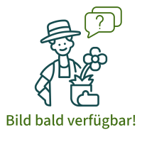 Aster (Eurybia) divaricatus Tradescant, Wald-Aster