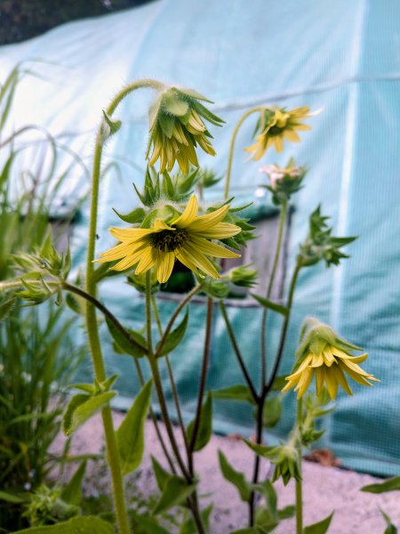 Silphium mohrii, Kompasspflanze