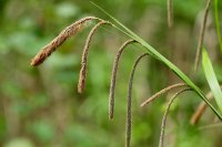 Carex pendula, Hänge-Segge