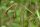 Carex pendula, Hänge-Segge