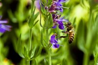 Hyssopus officinalis, Echter Ysop