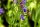 Hyssopus officinalis, Echter Ysop