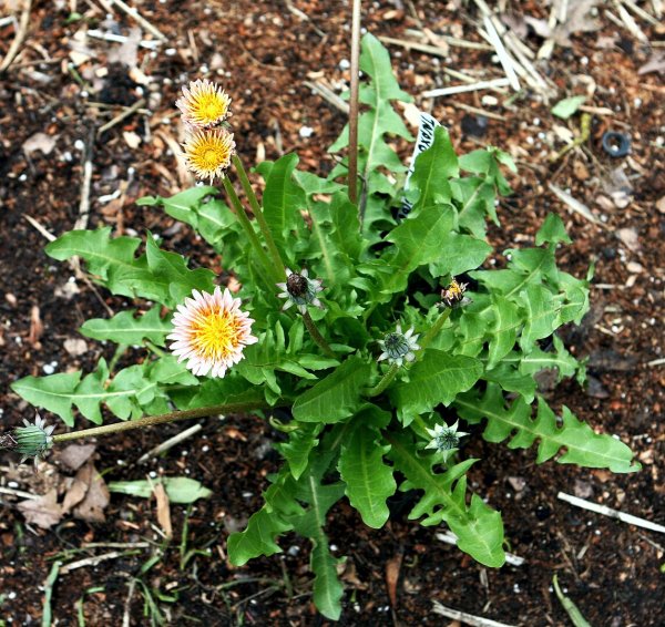Taraxacum pseudoroseum, Rosa Löwenzahn