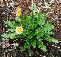 Taraxacum pseudoroseum, Rosa Löwenzahn