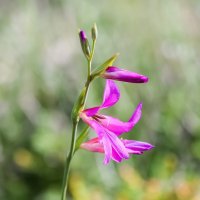 Gladiolus communis ssp. byzantinus, Wild-Gladiole, Siegwurz