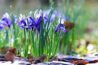 Iris reticulata, Farb-Mix, Netzblatt-Iris