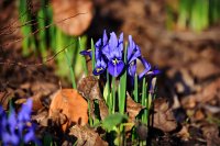 Iris reticulata, Farb-Mix, Netzblatt-Iris