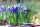 Iris reticulata, Farb-Mix, Netzblatt-Iris