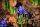 Iris reticulata, Farb-Mix, Netzblatt-Iris