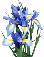 Iris hollandica Sapphire Beauty, Holland-Iris