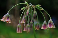 Allium (Nectaroscordium) siculum ssp. bulgaricum,...