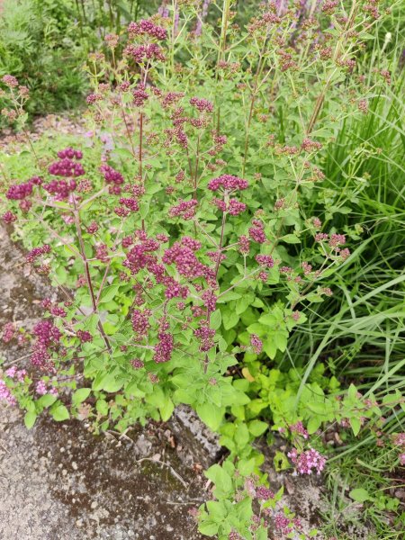 Origanum vulgare, Echter Dost, Oregano, Wilder Majoran
