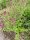 Origanum vulgare, Echter Dost, Oregano, Wilder Majoran
