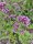 Origanum vulgare, Echter Dost, Oregano, Wilder Majoran