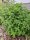 Origanum vulgare, Echter Dost, Oregano, Wilder Majoran